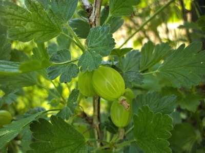 Amla